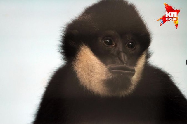 В Екатеринбургском зоопарке поселился 7-летний гиббон из цирка