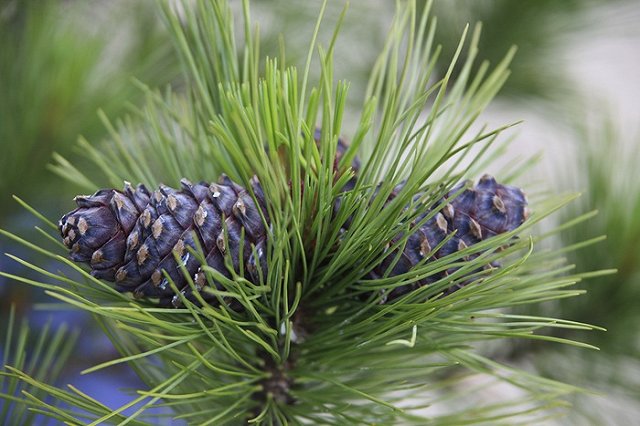 В Сочи в День космонавтики спилили посаженный Гагариным кедр