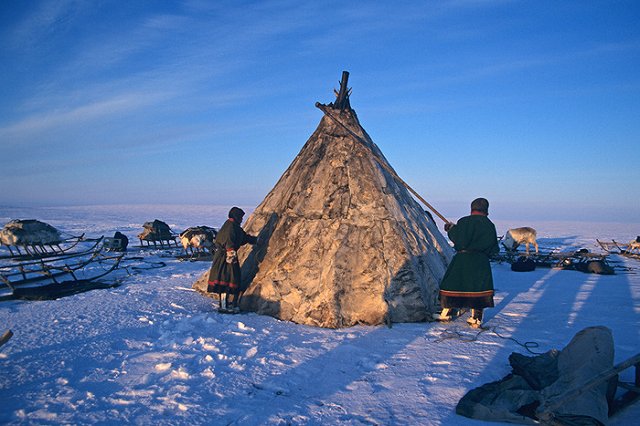 Число уничтоженных оленей, павших от сибирской язвы, приближается к тысяче