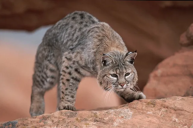 Екатеринбургский зоопарк закрылся на карантин, но не полностью
