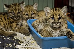 Львица из поезда умерла от передозировки снотворного