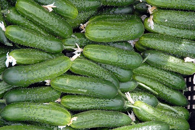 В продажу поступили свердловские огурцы по оптовой цене 230 рублей за килограмм