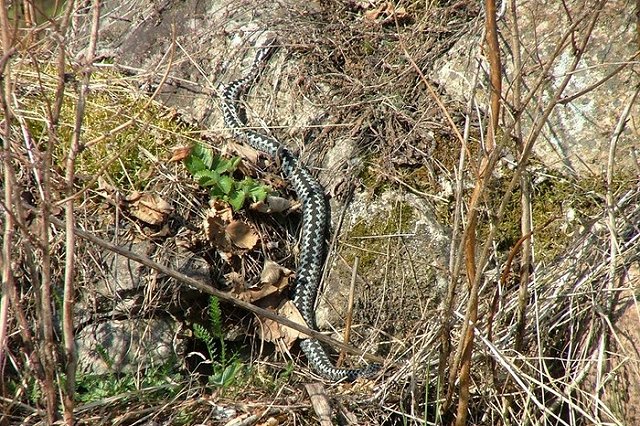 За гадюку ответят. Пермских медиков будут судить по уголовной статье