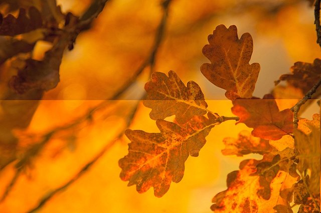 Экологически чистые батареи можно сделать из листьев