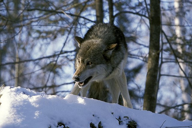 В резиденцию Путина закупают кожаные хлысты