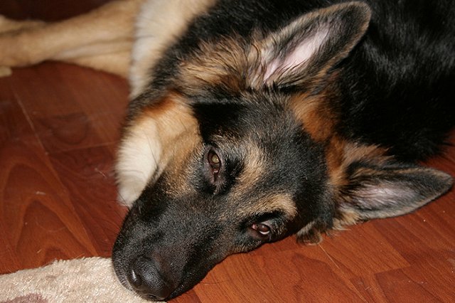 В Екатеринбурге в следующему году планируют усыпить 5,5 тысяч собак