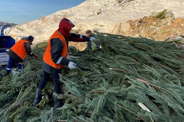 В ЕМУП «Спецавтобаза» рассказали, на что пустят новогодние ели