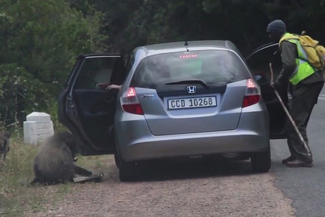 Павиан, стащивший у туристов пиццу, стал звездой YouTube