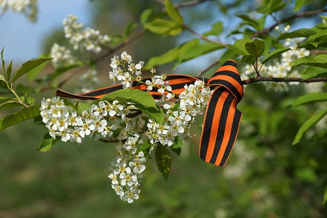 Россия празднует победу в Великой Отечественной войне