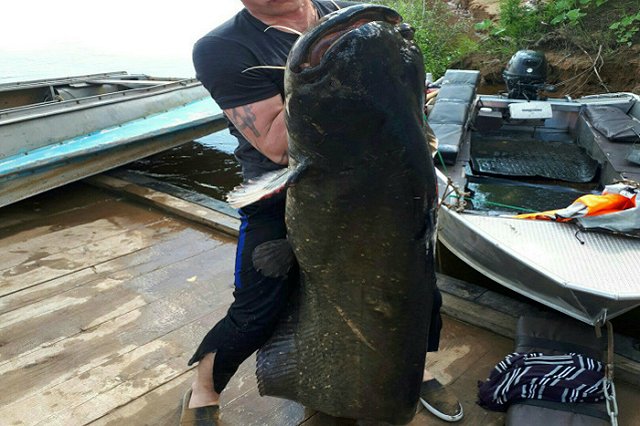 В Кировской области поймали сома размером с человека
