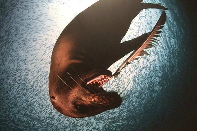 В Екатеринбурге открылась фотовыставка дикой природы