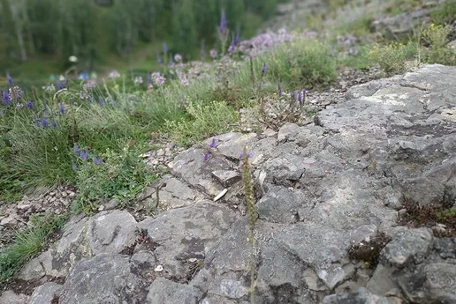 На Урале из-за «бабьего лета» проснулись гадюки