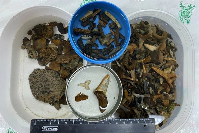 «Здесь было море». Ученые из Екатеринбурга обнаружили на Урале уникальные остатки древних рептилий