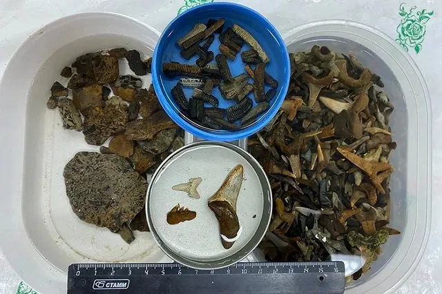 «Здесь было море». Ученые из Екатеринбурга обнаружили на Урале уникальные остатки древних рептилий