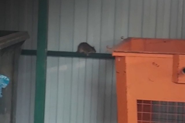 «Бегают десятками»: жители ВИЗа пожаловались на нашествие крыс