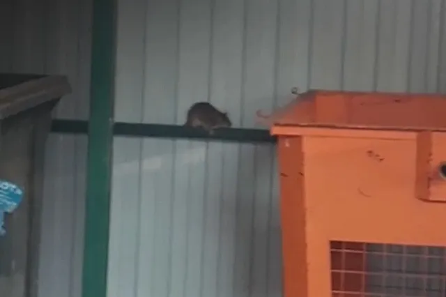 «Бегают десятками»: жители ВИЗа пожаловались на нашествие крыс