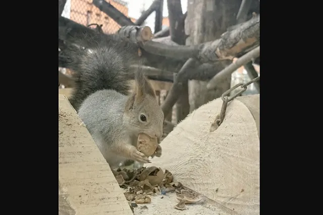 В новый вольер Екатеринбургского зоопарка заселились белки