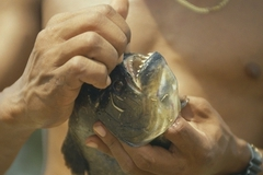 Американец контрабандой ввез в США 40 тысяч пираний