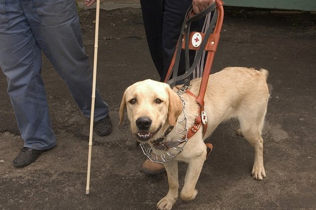 1,5 года года колонии. Суд вынес приговор зоозащитнице, укравшей собаку-поводыря