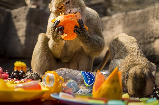 Ученые: Фрукты сделали из обезьяны человека