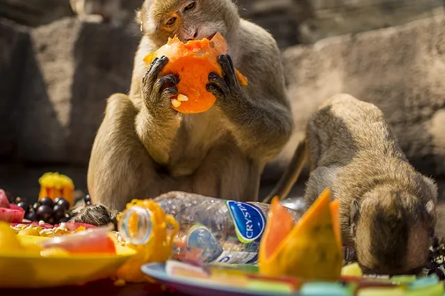 Ученые: Фрукты сделали из обезьяны человека