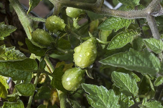 Назван размер ущерба России от «помидорной войны» с Турцией