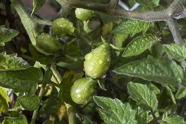 Назван размер ущерба России от «помидорной войны» с Турцией