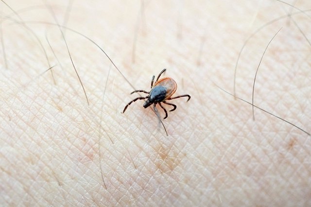 Парки Екатеринбурга начнут обрабатывать против клещей с 21 апреля