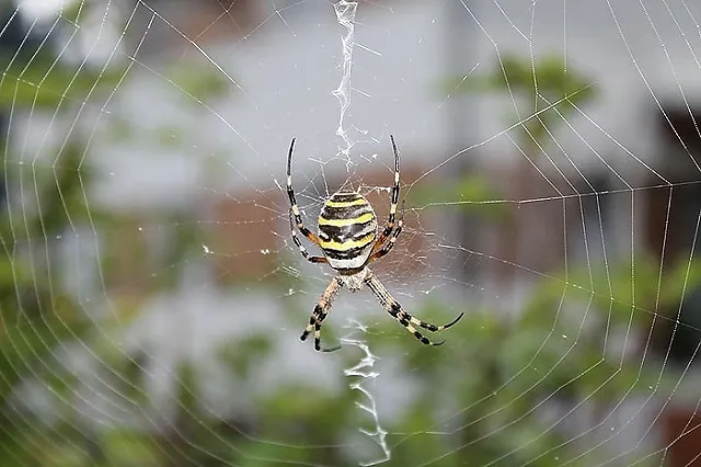 Паука-осу, о которых «трубят» федеральные СМИ, заметили на Урале