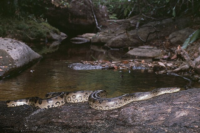 Анаконда съест ученого в прямом эфире телеканала Discovery