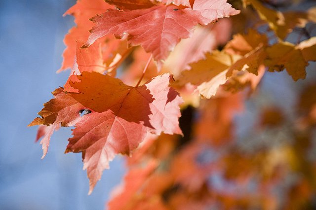 Реконструкция сквера перед «Пассажем» начнется со дня на день