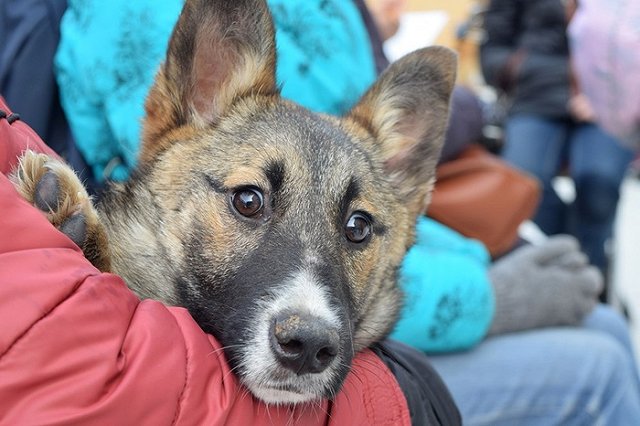 Приют бездомных животных приглашает 20 мая на экскурсию