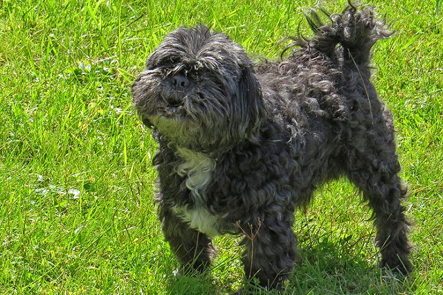 Спецавтобаза: в августе 32 бездомных пса обрели новых хозяев