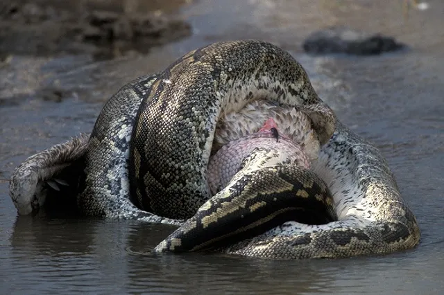 Гигантский питон проглотил домохозяйку