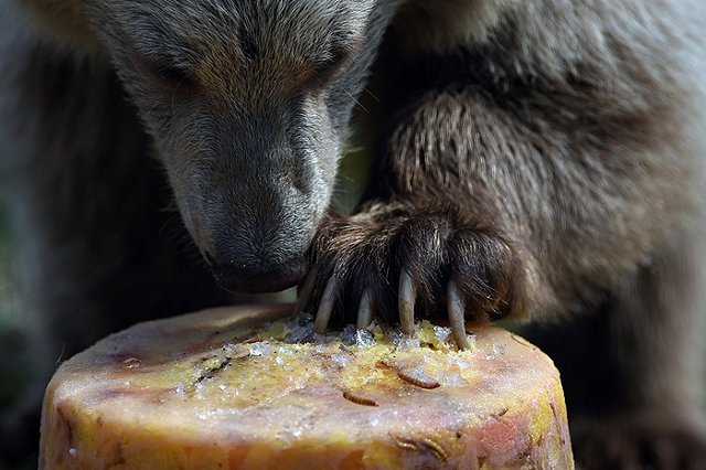 Трагедия на Камчатке: мальчик защитил младшего брата от медведя и погиб