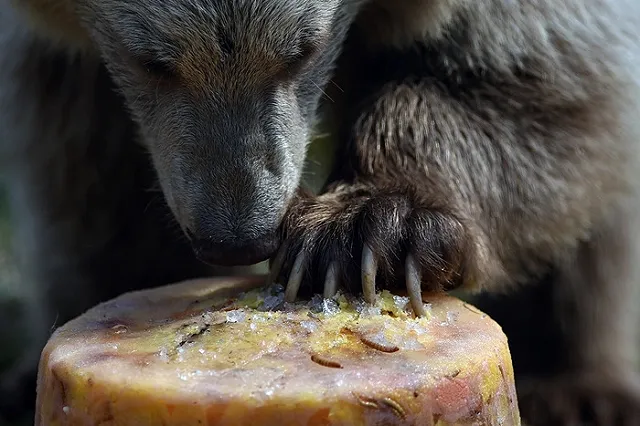 Трагедия на Камчатке: мальчик защитил младшего брата от медведя и погиб