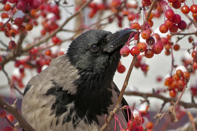 Междугородные автобусные рейсы из Тюмени в Екатеринбург отменены из-за морозов