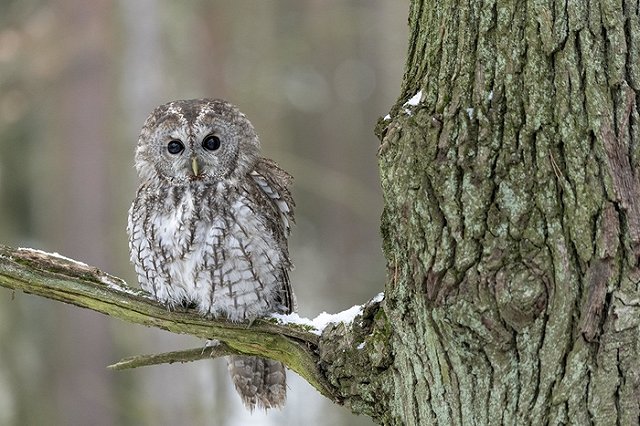 В кабинете челябинского чиновника-эколога обнаружилось чучело краснокнижной совы