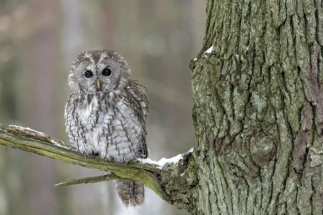 В кабинете челябинского чиновника-эколога обнаружилось чучело краснокнижной совы