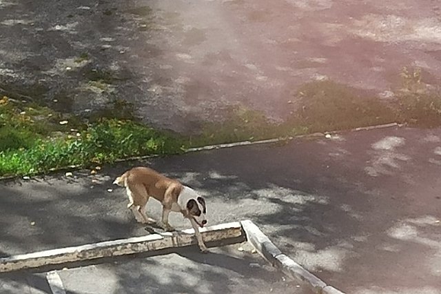 В Свердловской области в школе на уроке физкультуры на детей напала собака