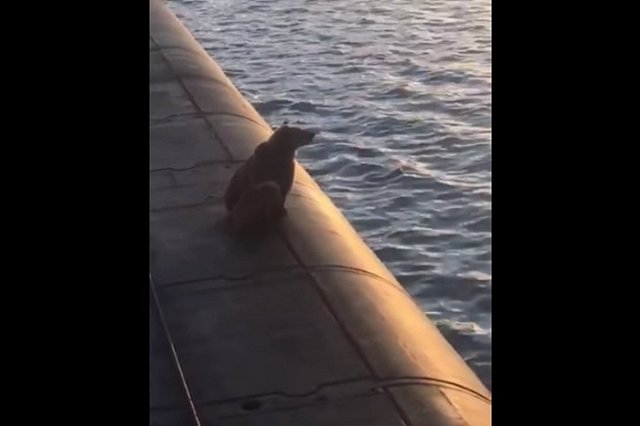 На подлодке ВМФ России застрелили медведицу с медвежонком, проникших на АПЛ в поисках еды