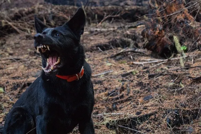 В Екатеринбурге ввели карантин по бешенству