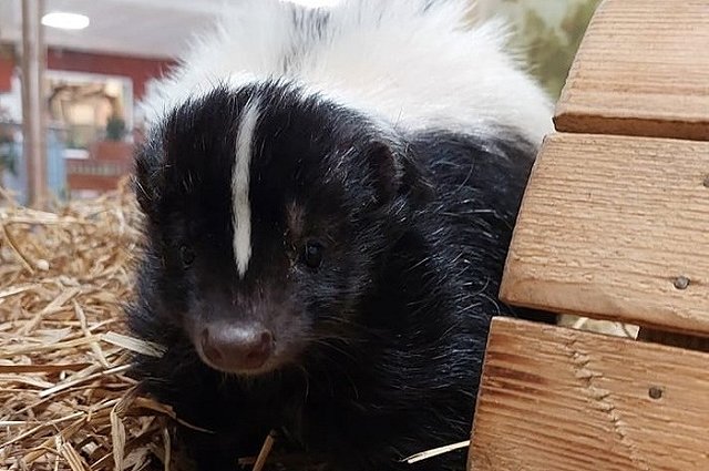 В Екатеринбургском зоопарке выбрали «Зоомистера-2024»