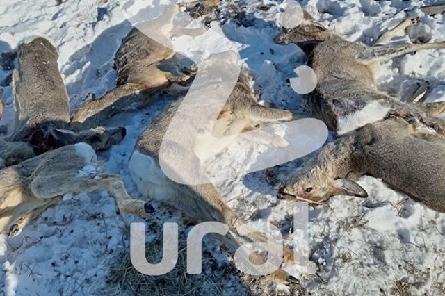 «Штабелями лежат». В Курганской области наблюдается массовый мор косуль
