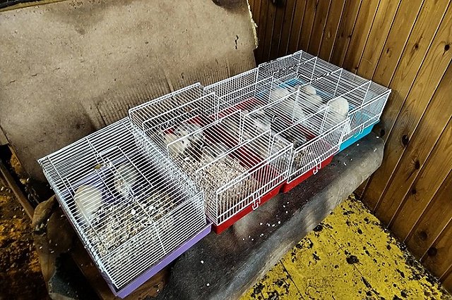 «Крыскин дом». В Екатеринбурге волонтеры «расселяют» сарай расплодившихся декоративных крыс