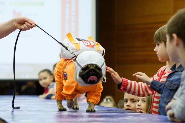 В Екатеринбурге состоялся модный показ собак — астронавтов