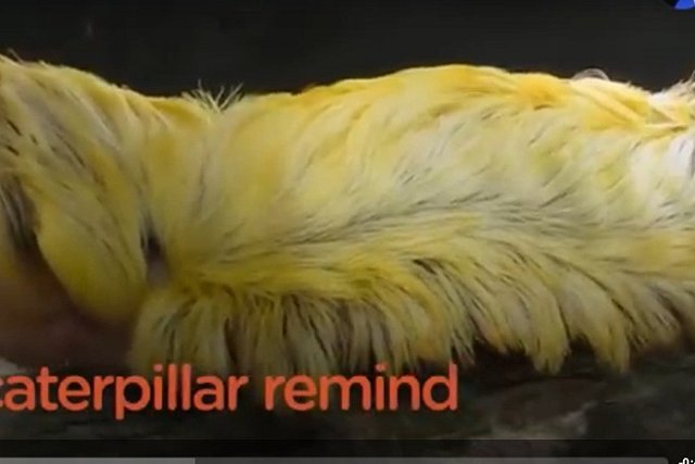 Биологи нашли гусеницу, похожую на причёску Дональда Трампа