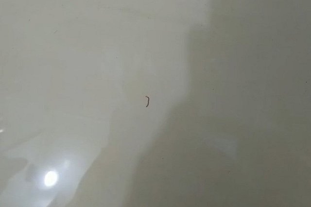 Уралочка пожаловалась на червей из-под крана в ванной