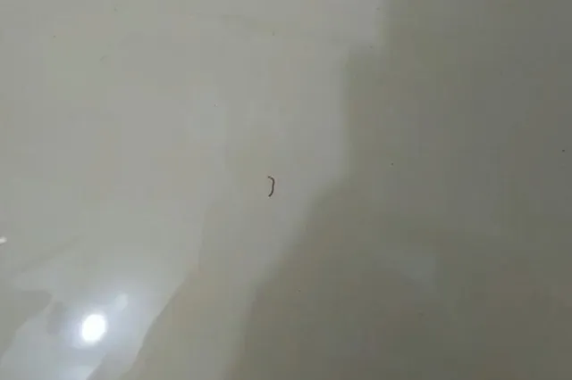 Уралочка пожаловалась на червей из-под крана в ванной