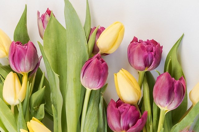 В Екатеринбург привезли тонны цветов